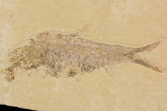 Fossil Fish Plate (Diplomystus & Knightia) - Wyoming #91594